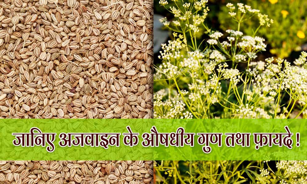 स्वास्थ्यवर्धक गुणों का भंडार है अजवाइन, जानिए इसके फायदे Ajwain ke